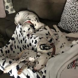 Dalmatian Puppies from Rainier DALS LUA Dalmatians