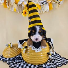 Buzzy Bear - Tri-color male Bernedoodle puppy in Mckinney, Texas from M2 Bernedoodles