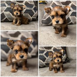 Teddy - Sable male Yorkshire Terrier puppy in Cleveland, Tennessee from Kings Perfect Paws Yorkies