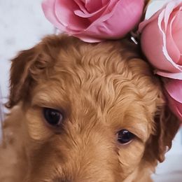 Assorted Doodle Crosses Puppies from Do Wah Diddy Doodles