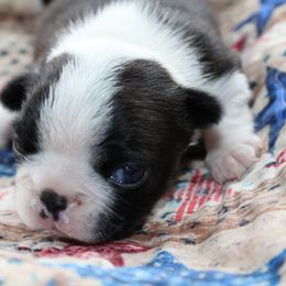 Boston Terrier Puppies from Honor Bound Boston Terriers