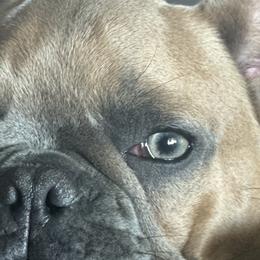 French Bulldogs from B’s Frenchies
