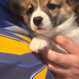 Donut - Sable and white female American Corgi puppy in Orangevale, California from Corgis of the Heart