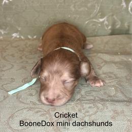 Cricket - Brindle female Dachshund puppy in Lexington, Oklahoma from BooneDox Miniature Dachshunds