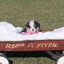 Girl 1 - Black and tan female Pembroke Welsh Corgi puppy in Ville Platte, Louisiana from Flat town corgis