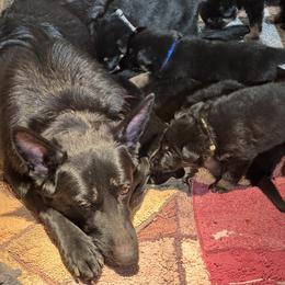 Boy 1 - Black and red male German Shepherd puppy in Rolesville, North Carolina from Ransomshire Shepherds