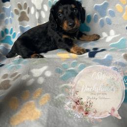 Dachshund Puppies from CSW Dachshunds