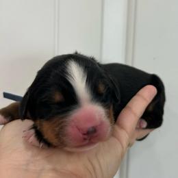 Dark Blue Collar Boy - Black rust and white male Bernese Mountain Dog puppy in Herriman, Utah from Shaggy Mountain Pups LLC