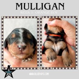 Mulligan (Orange collar) - Tri-color male Bernedoodle puppy in Boiling Springs, South Carolina from OlliePups, LLC