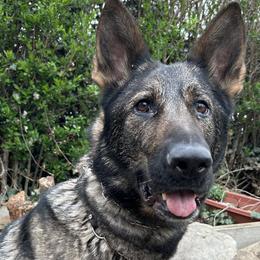 German Shepherds from vom Steinigerbach German Shepherds
