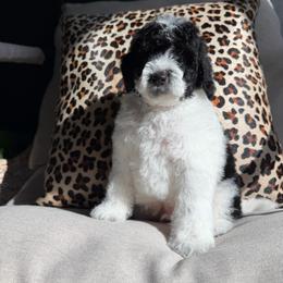 Chocolate Chip - Parti male Goldendoodle puppy in Pearland, Texas from Posh Paws Puppies