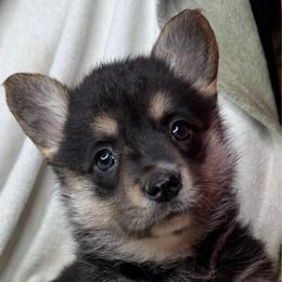 Wanda - Black and tan female American Corgi puppy in Grants Pass, Oregon from KnR Antler Dogs