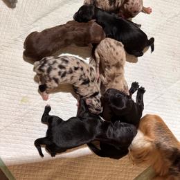 Australian Shepherd Puppies from North Central Aussies
