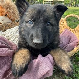 Niamh - Sable female German Shepherd puppy in Dover, Delaware from Fornax