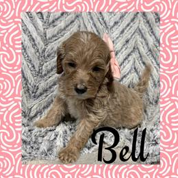 Bell - Cream female Goldendoodle puppy in Ankeny, Iowa from Iowadoodles2love