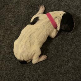 Hawk - Black roan female German Shorthaired Pointer puppy in San Tan Valley, Arizona from Upland Valley Kennels