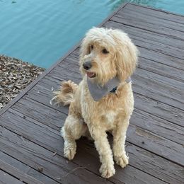 Goldendoodles and Poodles from Guthrie Farms