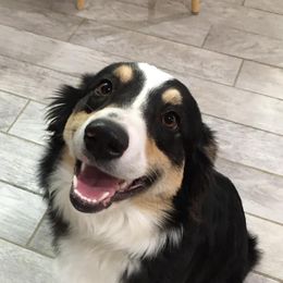 Australian Shepherds from Circle C Puppies