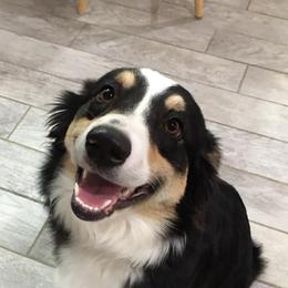 Australian Shepherds from Circle C Puppies