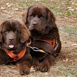 Newfoundlands from I.C.E Newfoundlands