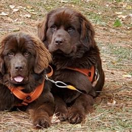 Newfoundlands from I.C.E Newfoundlands