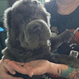 Zaza - Blue female Chinese Shar-Pei puppy in Tucson, Arizona from Joplin's Hippo House