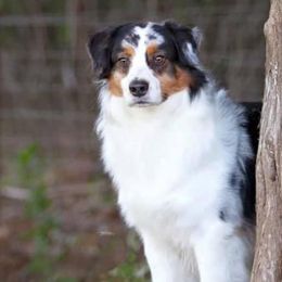 Australian Shepherds from Firefly Australian Shepherds