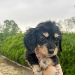 Female 5 - Black and cream female Dachshund puppy in Riverside, California from Ashley’s canine collective