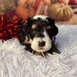 Ursula, Light Purple Collar - Tri-color female Bernedoodle puppy in Lake Panasoffkee, Florida from Donnas Deluxe Doodles LLC