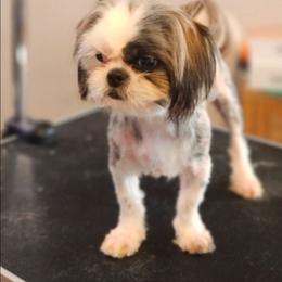 Bella - Shih Tzu