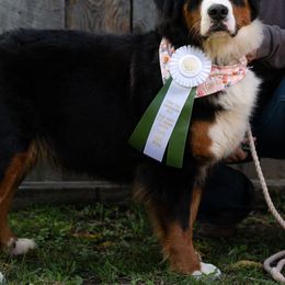 Ember - Bernese Mountain Dog