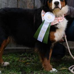 Ember - Bernese Mountain Dog