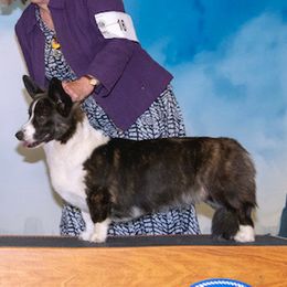 Cardigan Welsh Corgis from Dori L Johnson