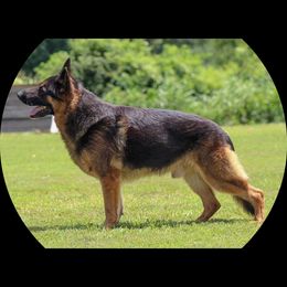 Max - German Shepherd