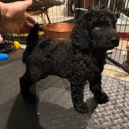 Girl 4 - Black female Poodle puppy in Walpole, Massachusetts from Harborstone Poodles and Terriers