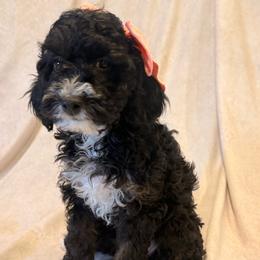 Coral - Black and white female Cockapoo puppy in Saint Louis, Missouri from Jax Doodles