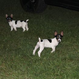 Teddy Roosevelt Terrier puppies from MOONSHINE TERRIERS