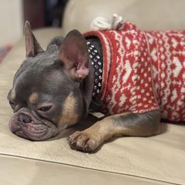 Kara - French Bulldog