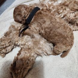 Black collar (Barley) - Apricot male Poodle puppy in Stephentown, New York from Creme de la Poodle, standard poodles