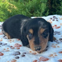 Boy 1 - Dapple male Dachshund puppy in Stilwell, Oklahoma from Double Down Doxies