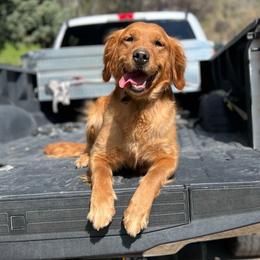 Locks - Golden Retriever