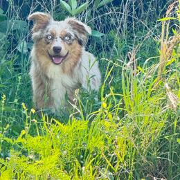Australian Shepherd puppies from Young Gun Aussies