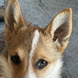 Boy 1 - Reddish brown male Norwegian Lundehund puppy in Franktown, Colorado from Sakari Kennels