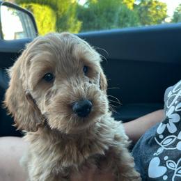 Latte - Apricot male Goldendoodle puppy in Warren, Michigan from Annette Patterson