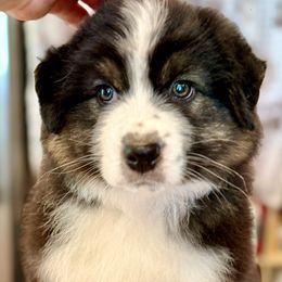 Junior Mint - Black tri male Miniature American Shepherd puppy in Fredericksburg, Virginia from Battlefield Australian Shepherds and Miniature American Shepherds