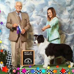 Pitch - Border Collie