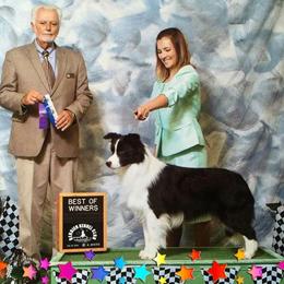 Pitch - Border Collie