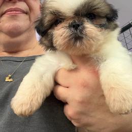 Sonny - Silver gold and white male Shih Tzu puppy in Massachusetts from All That