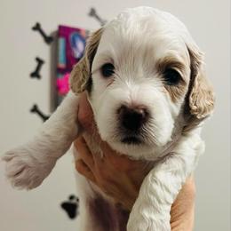 Comet - Blenheim male Cavapoo puppy in Bradenton, Florida from Christianna’s Mini Goldendoodles