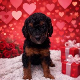 Hermione Granger - Phantom female Poodle puppy in Godley, Texas from Godley Designer Doodles